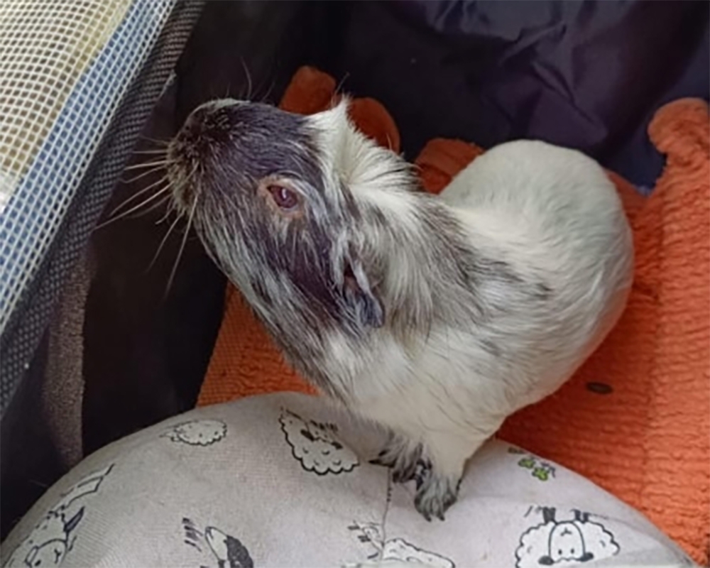 Обложка статьи