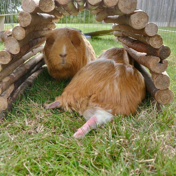Морские свинки гуляют в вольере
