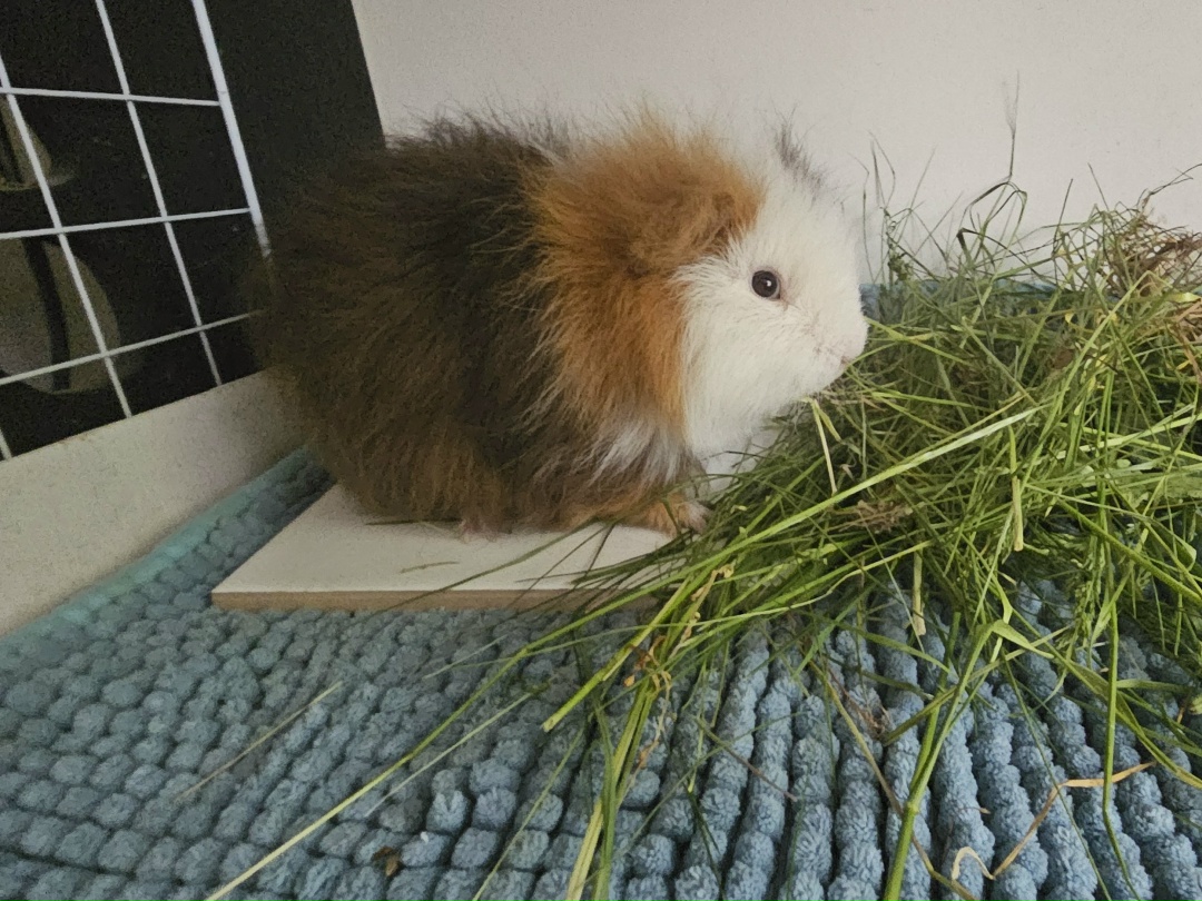 Морская свинка в жару на плитке