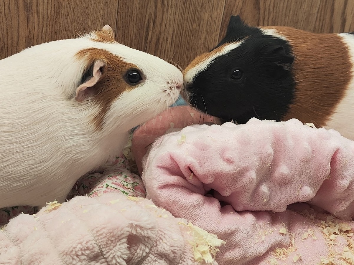 Морской свинке нужен друг - морская свинка.