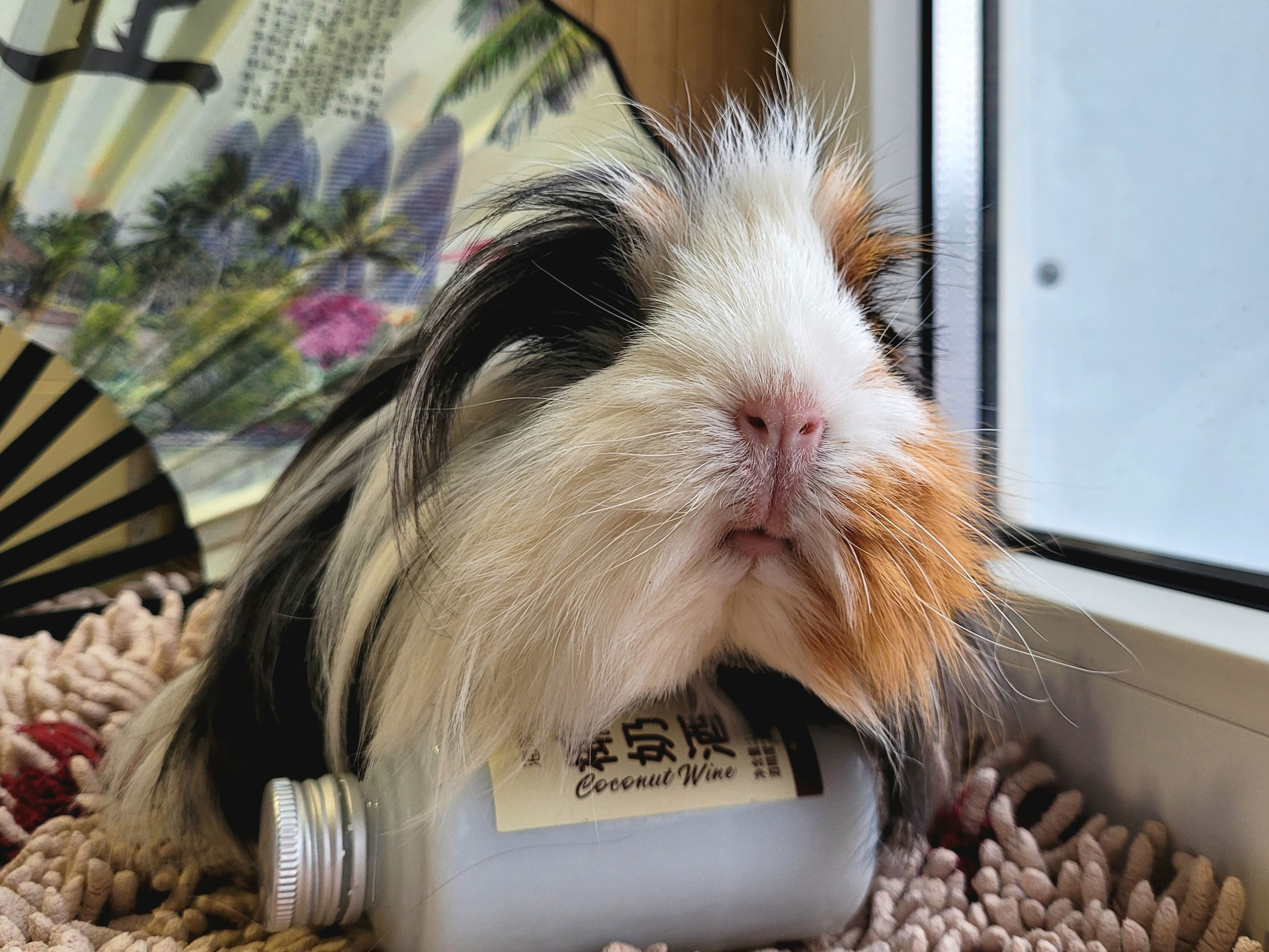 Морская свинка на фоне Азии