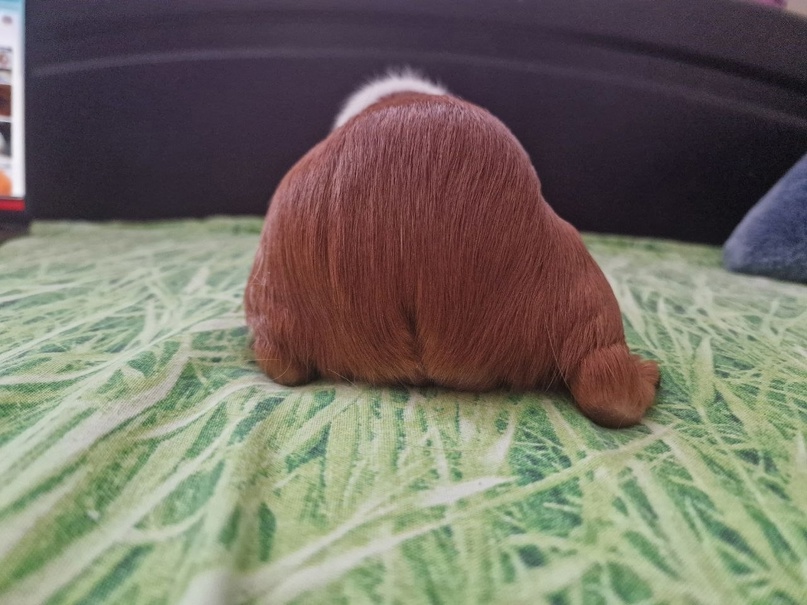 чистка сальной железы у морской свинки