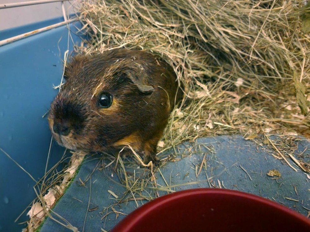 Морская свинка прячется в куче сена