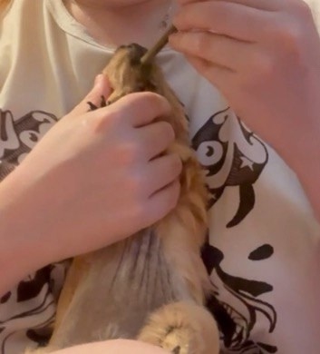 докорм морской свинки