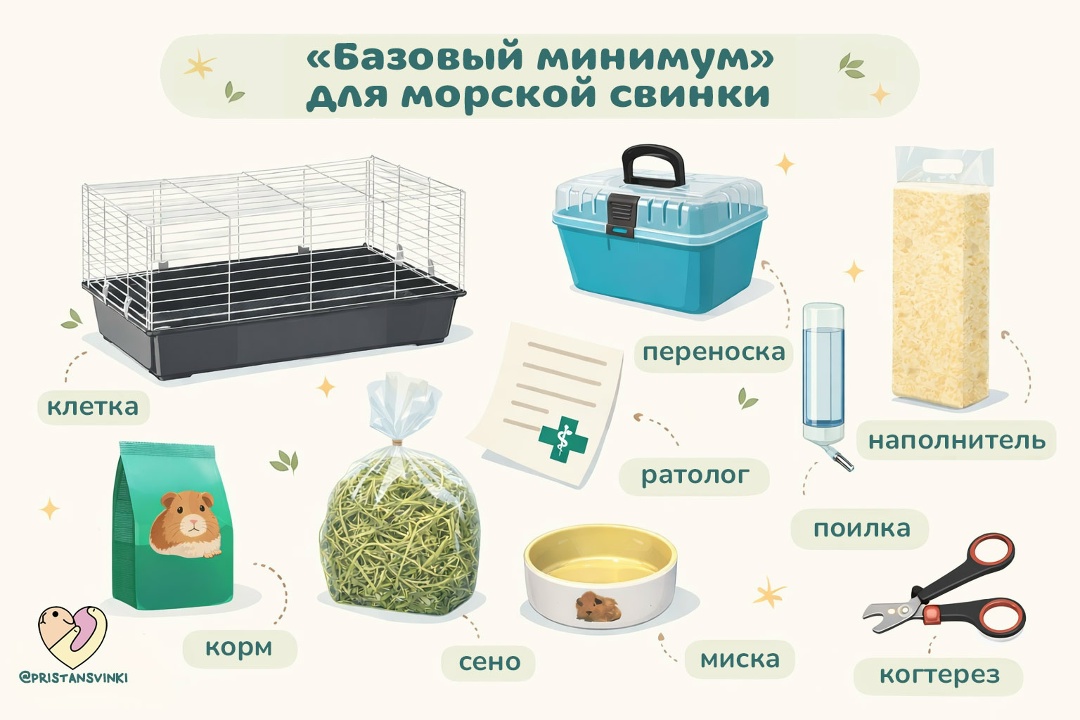 Инфографика: список всего необходимого для морской свинки (клетка, наполнитель, корм, сено, миска, поилка, переноска, когтерез, контакт ратолога). Что нудно чтобы взять животное домой из приюта
