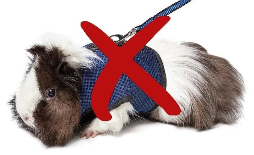 Морскую свинку нельзя выгулитьвать в шлейке
