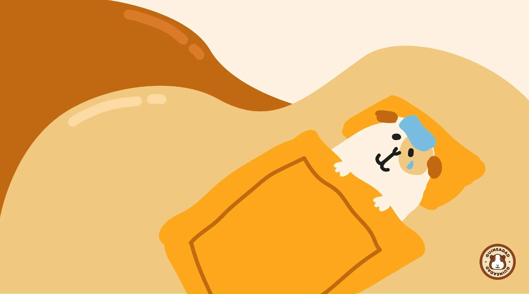 Морская свинка заболела