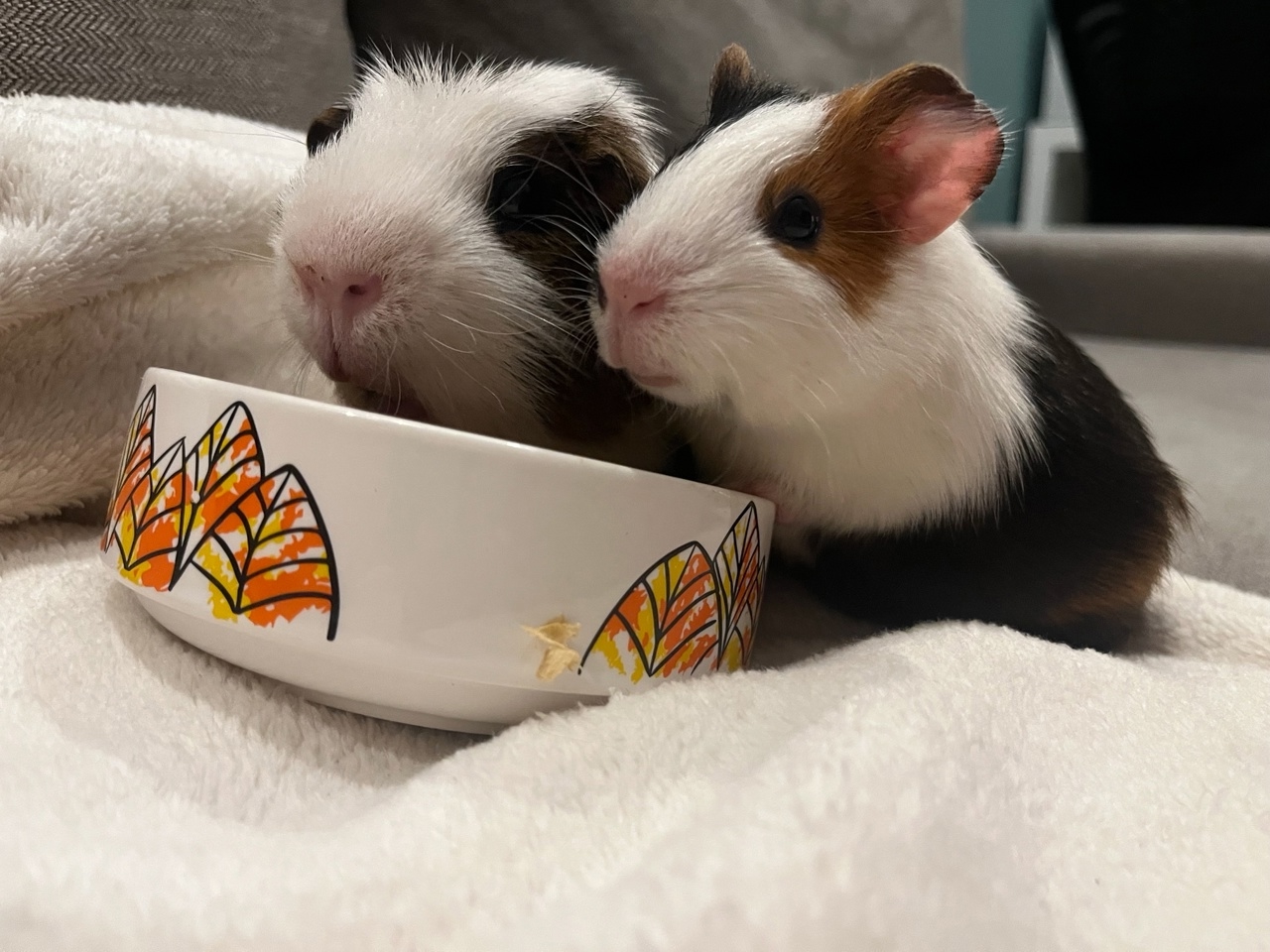 две морские свинки дружат