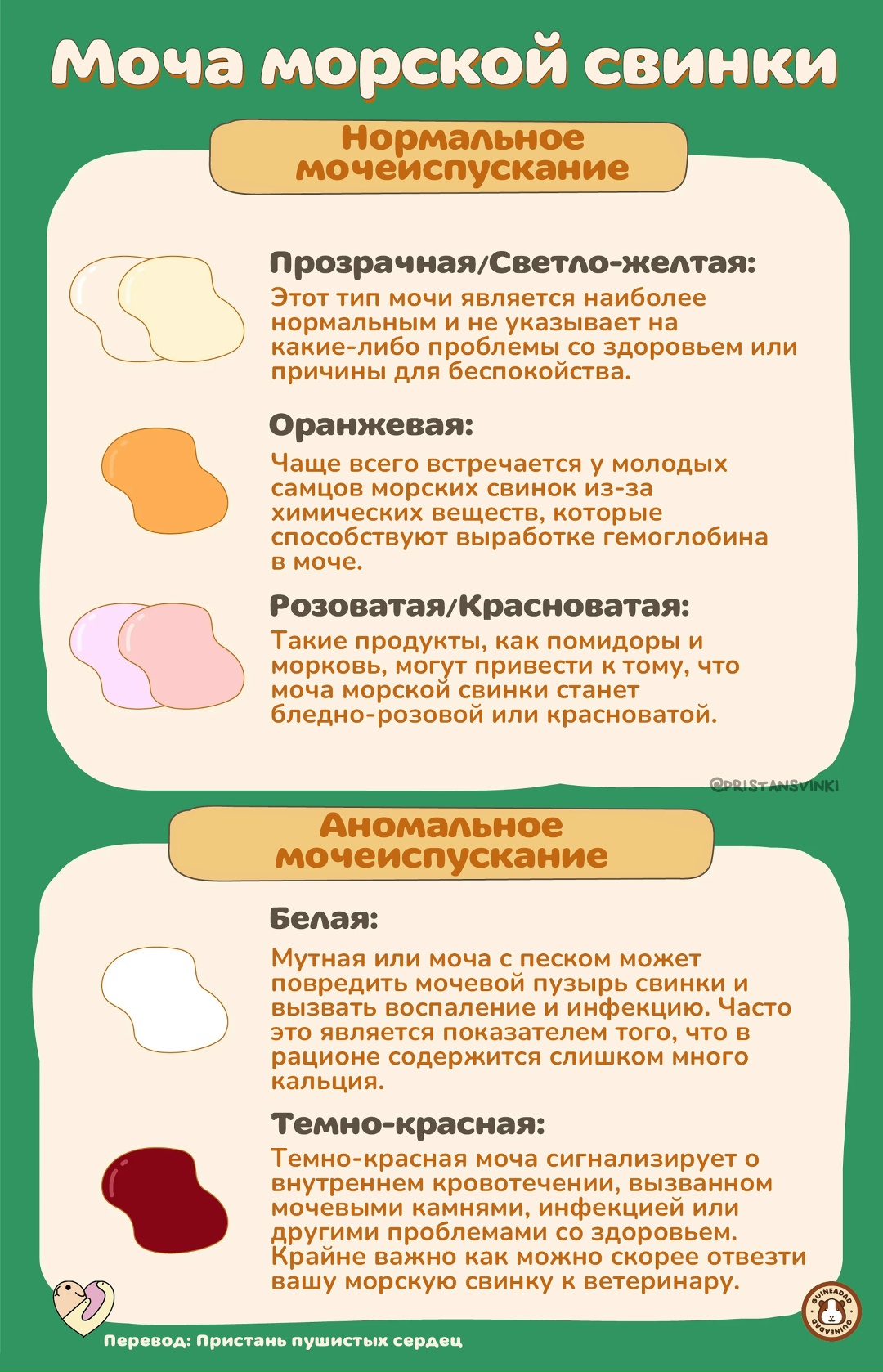 Значение цвета мочи морской свинки