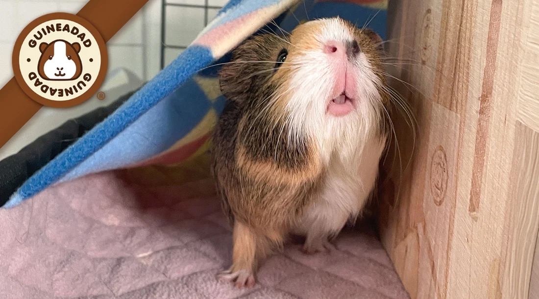 морская свинка смотрит вверх