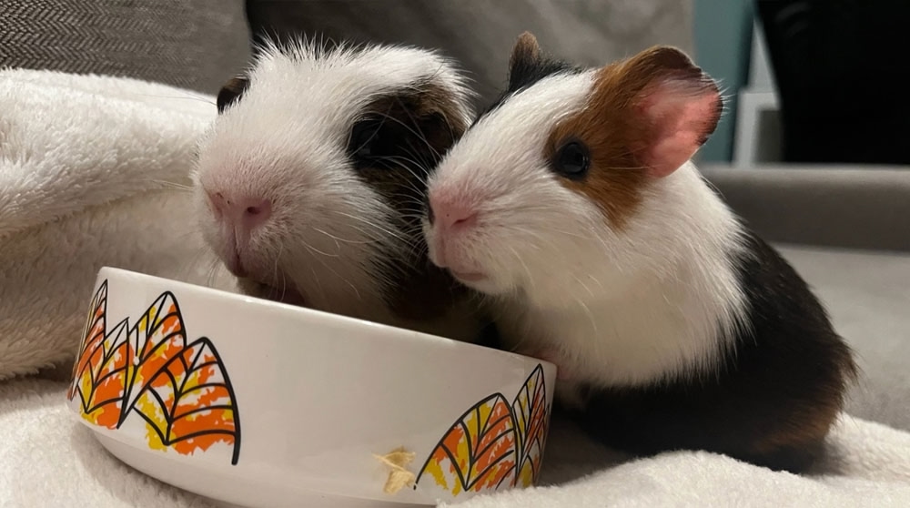 Обложка статьи