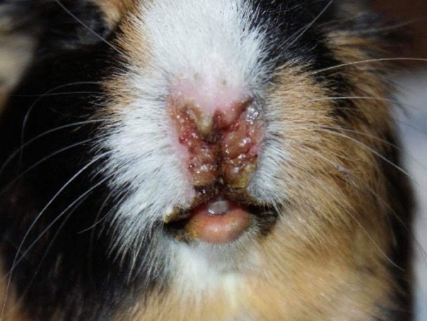 Обложка статьи