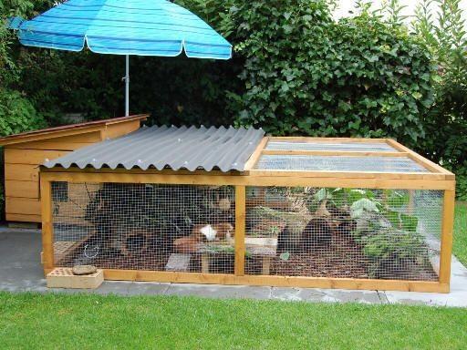 Морская свинка на улице может гулять только в вольере