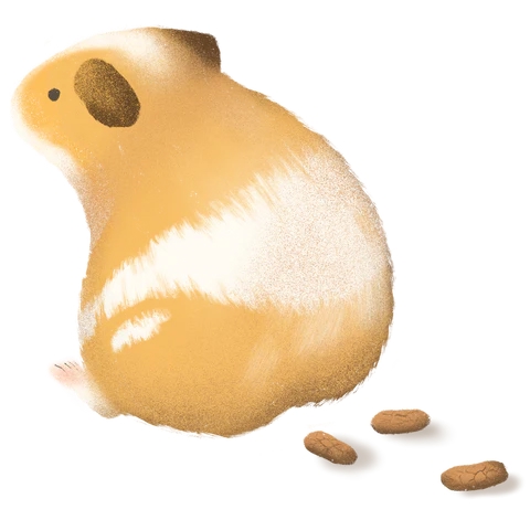 Мелкие сухие какашки морской свинки