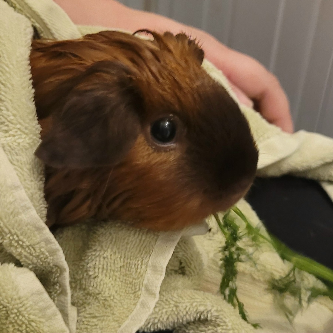 Сушим морскую свинку