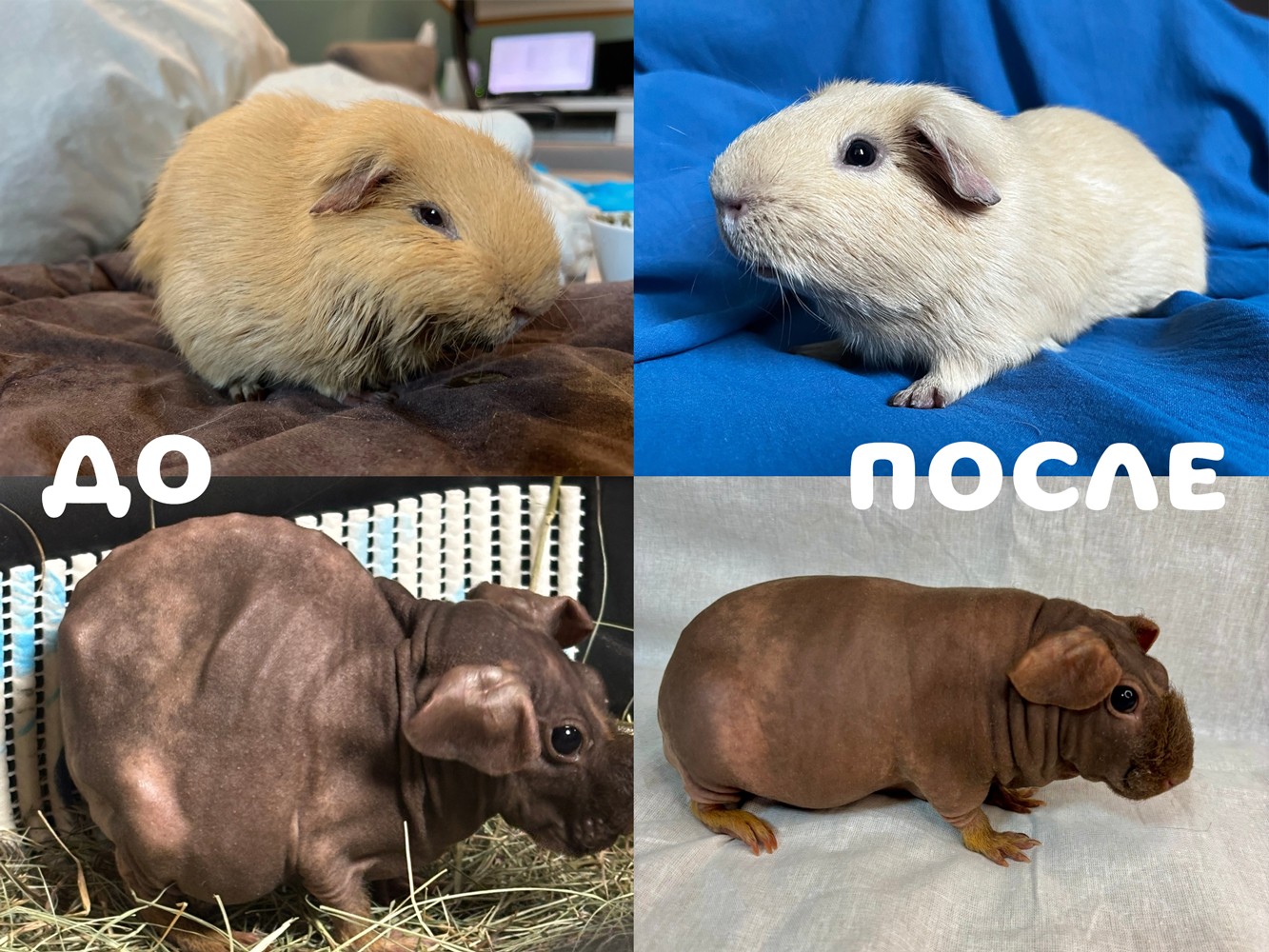 Морская свинка до/после болезни у волонтера Пристани пушистых сердец
