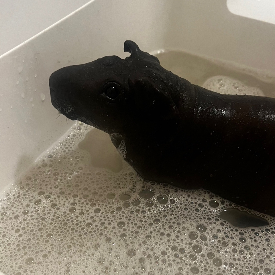 Моем морскую свинку