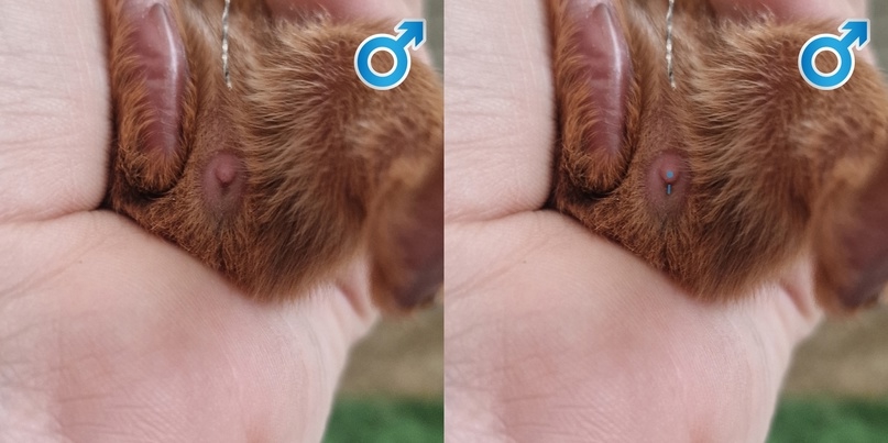 Самец морской свинки, 1 день