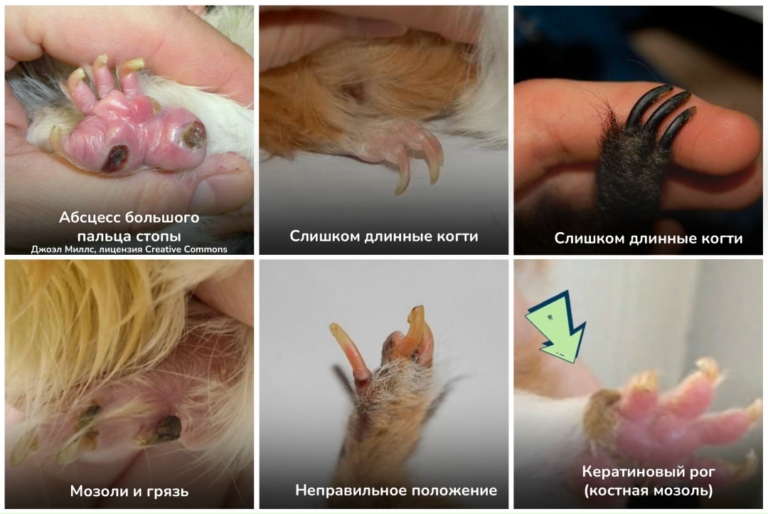 проблемы с лапами морских свинок