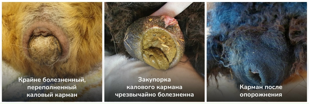 каловый карман морской свинки