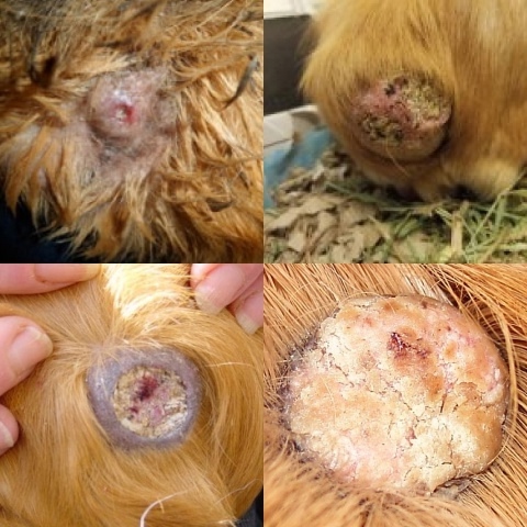 воспаленная сальная железа морской свинки