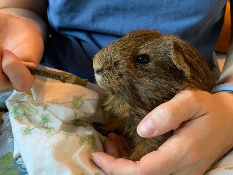 Докорм морской свинки