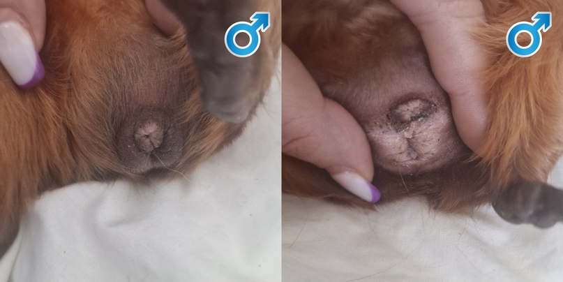 Самец морской свинки, 1 год