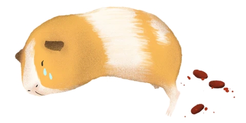 Кровавые какашки морской свинки