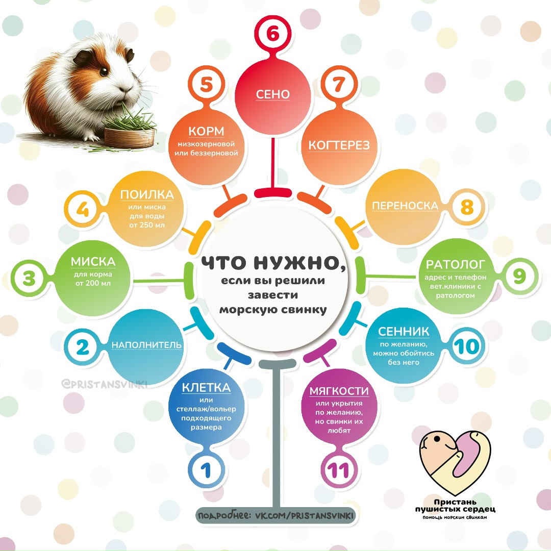 Что купить для морской свинки