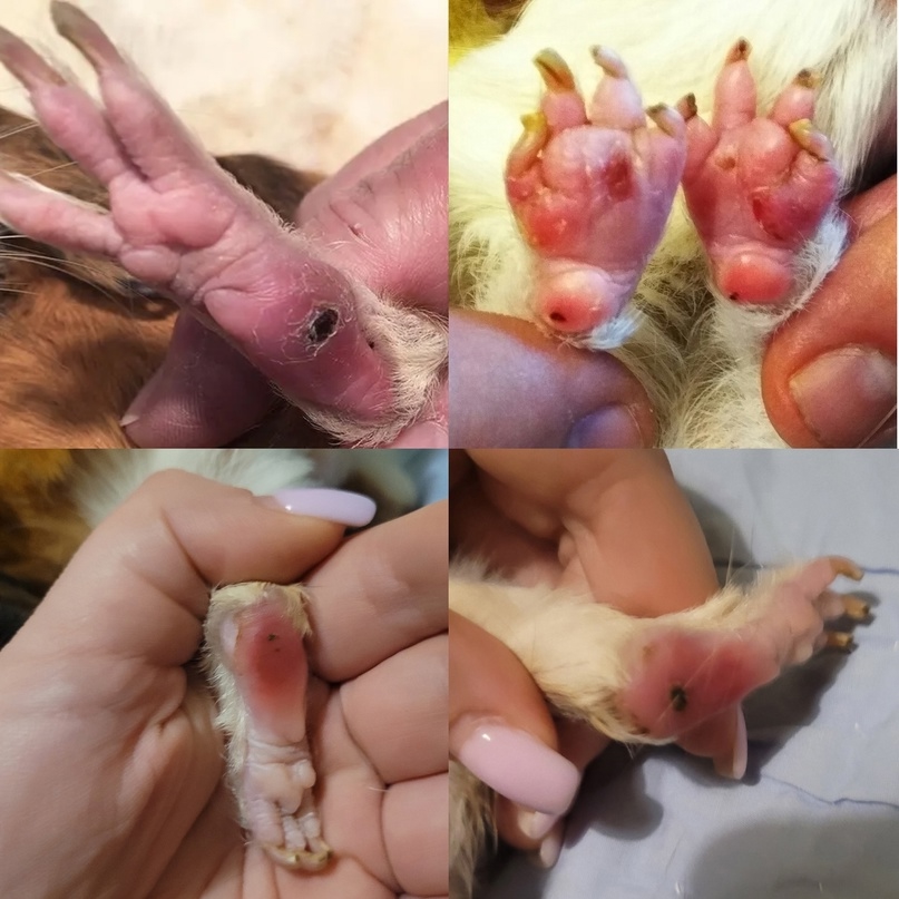 2 стадия пододерматита у морской свинки