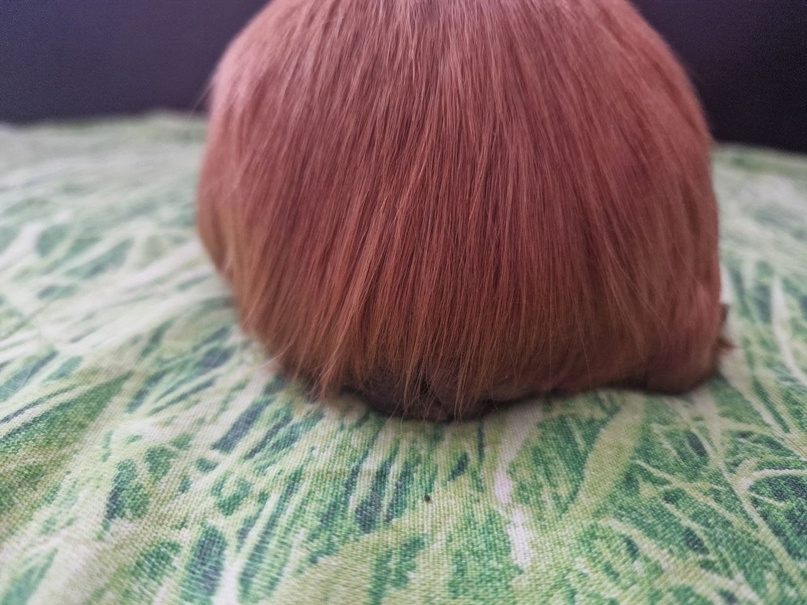 чистка сальной железы у морской свинки