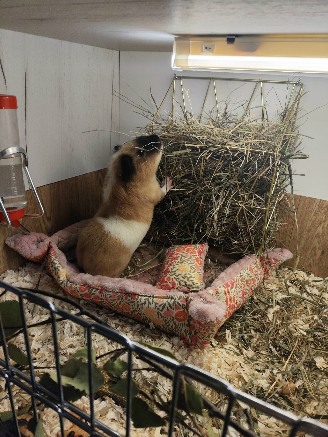 Морская свинка ест сено из навесного сенника в стеллаже