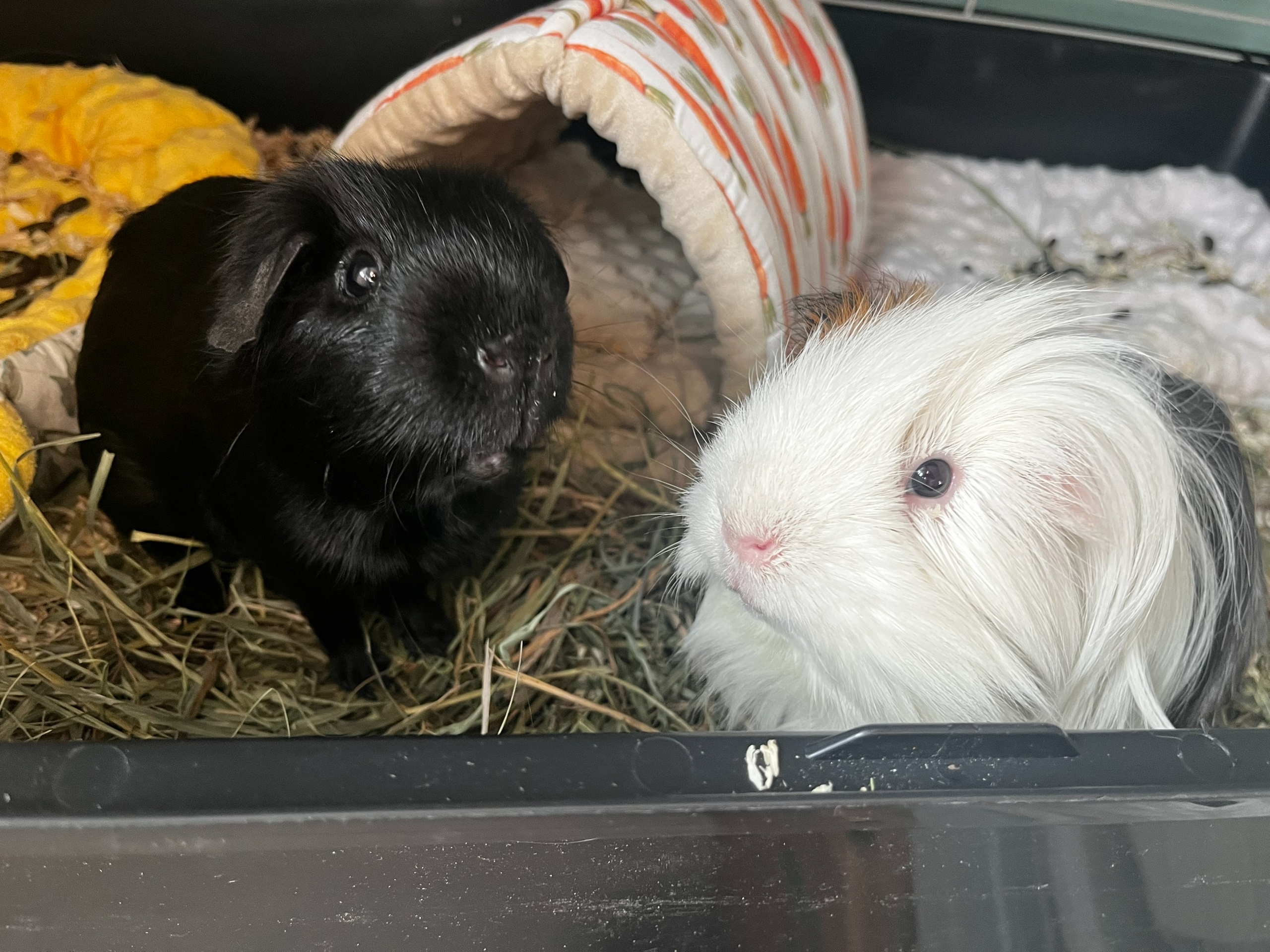 Морские свинки мальчики друзья