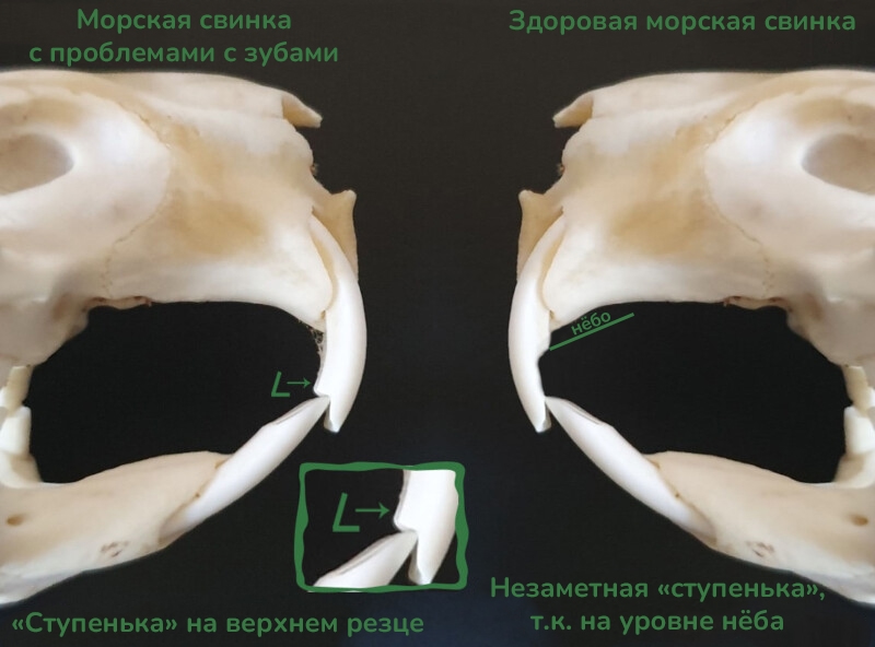 зубы морской свинки