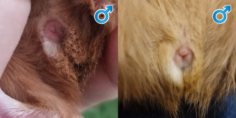 Самец морской свинки в 1 и 21 день