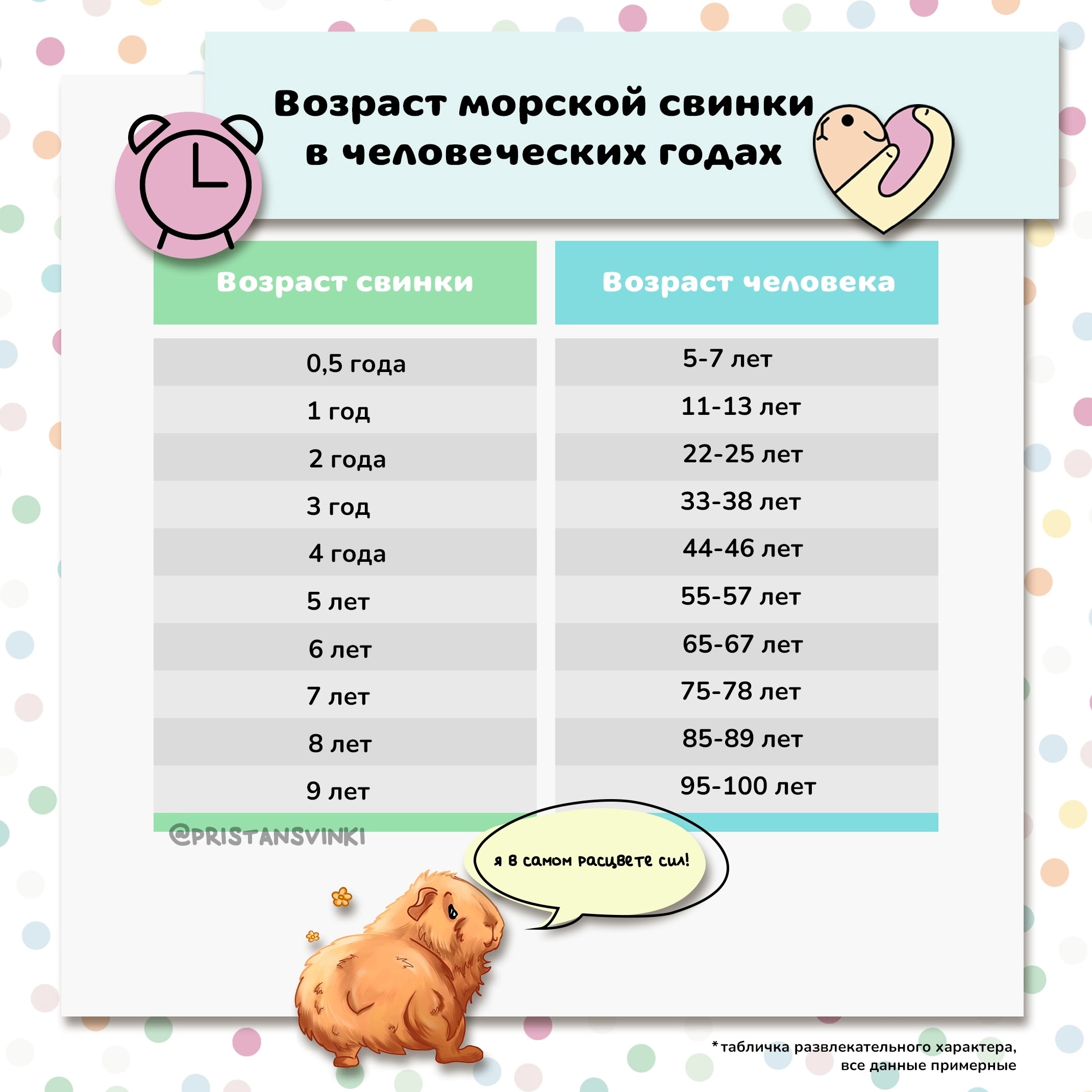 Сколько морской свинке лет в человеческих годах