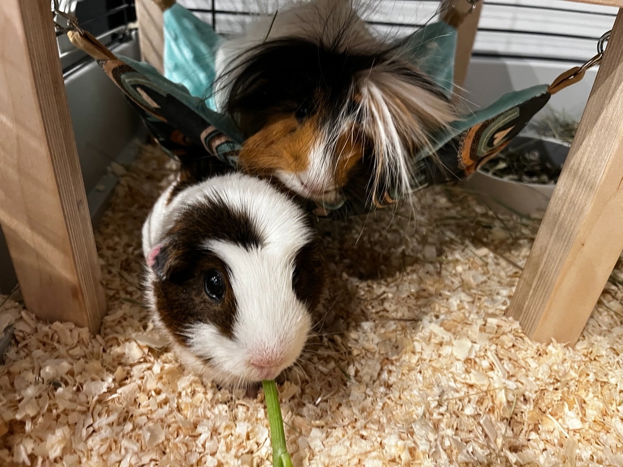 две морские свинки дружат