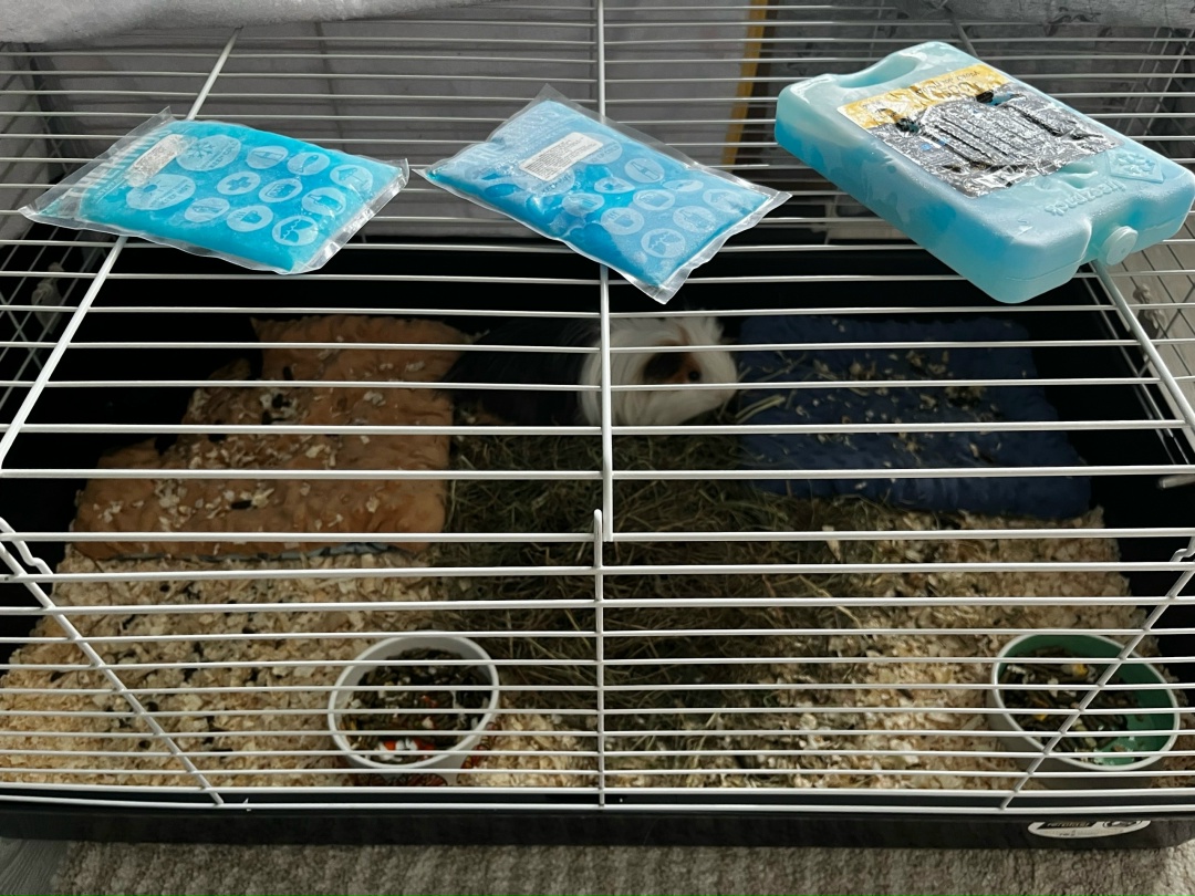 Аккумуляторы холода на клетке морской свинки