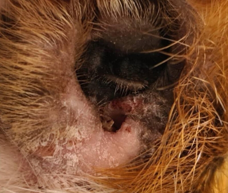 ухо морской свинки