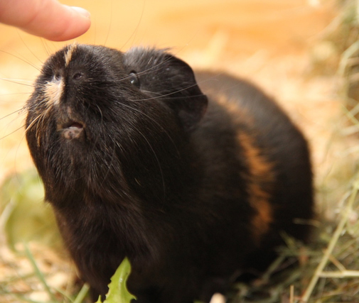 Обложка статьи