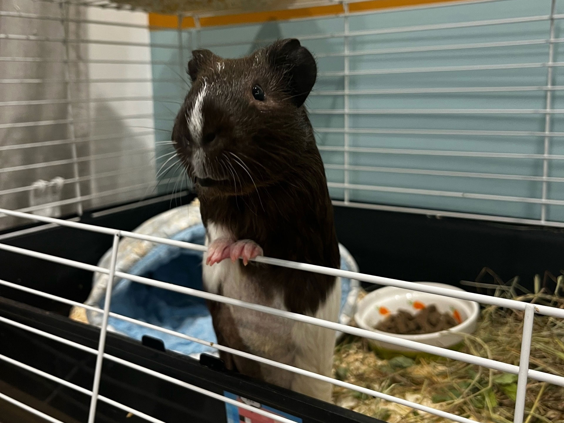 Любопытная морская свинка прислушивается к кличке