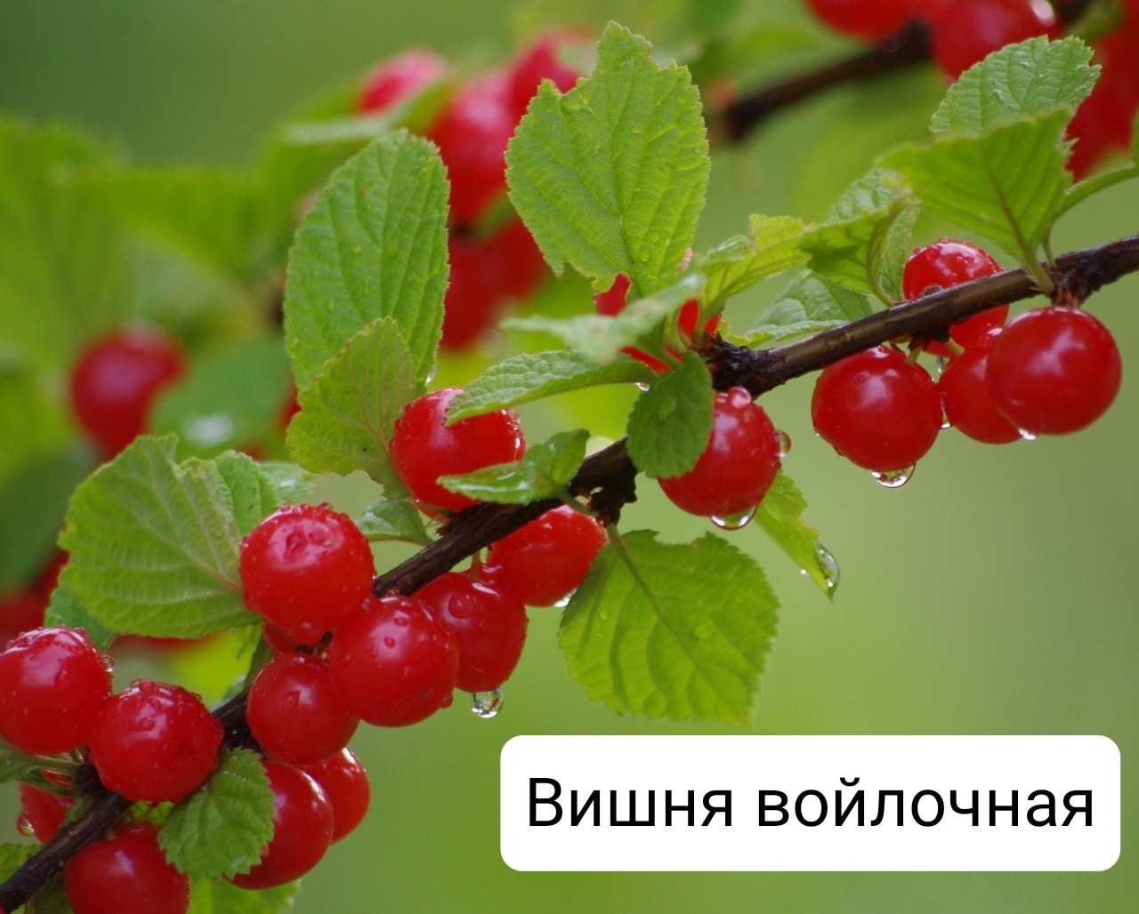Войлочная вишня
