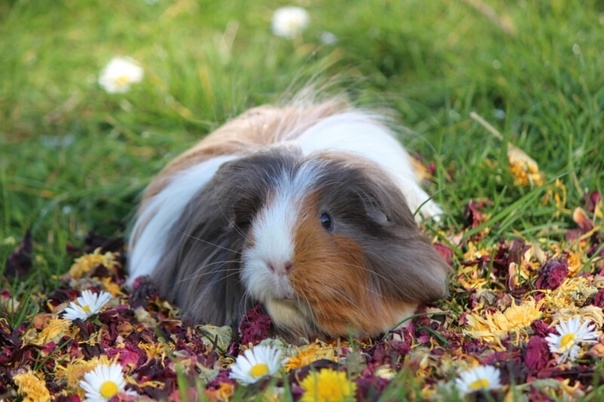 Обложка статьи