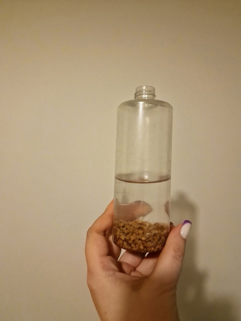 моем поилку для морской свинки