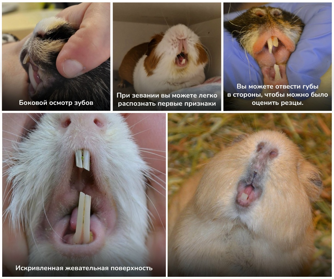 осмотр зубов морской свинки