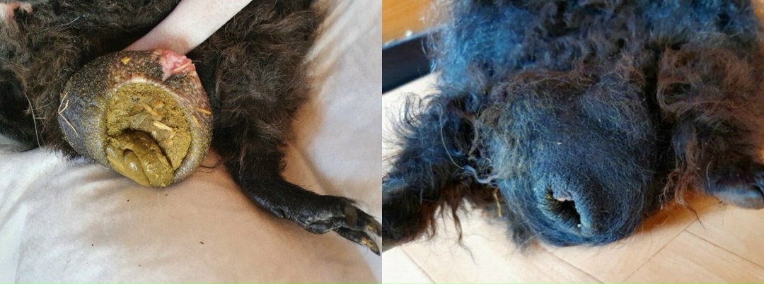 Каловый карман до/после — забитый/опрожненный.