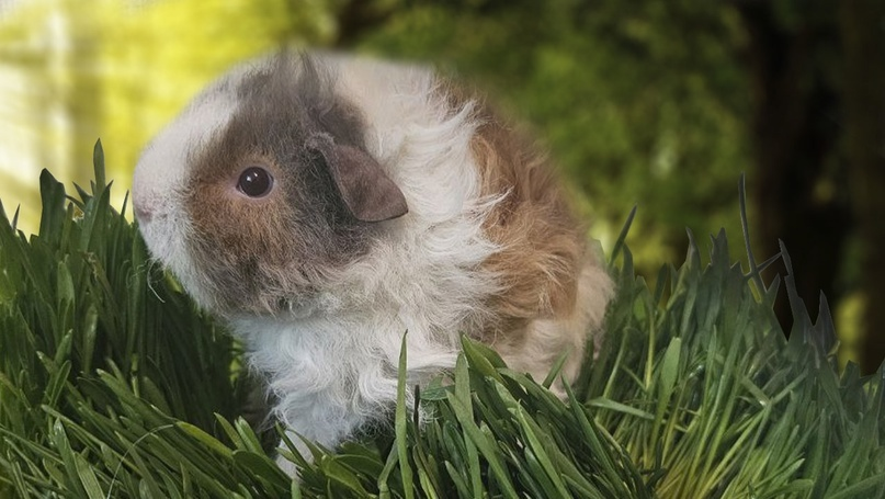 Свинка в травке