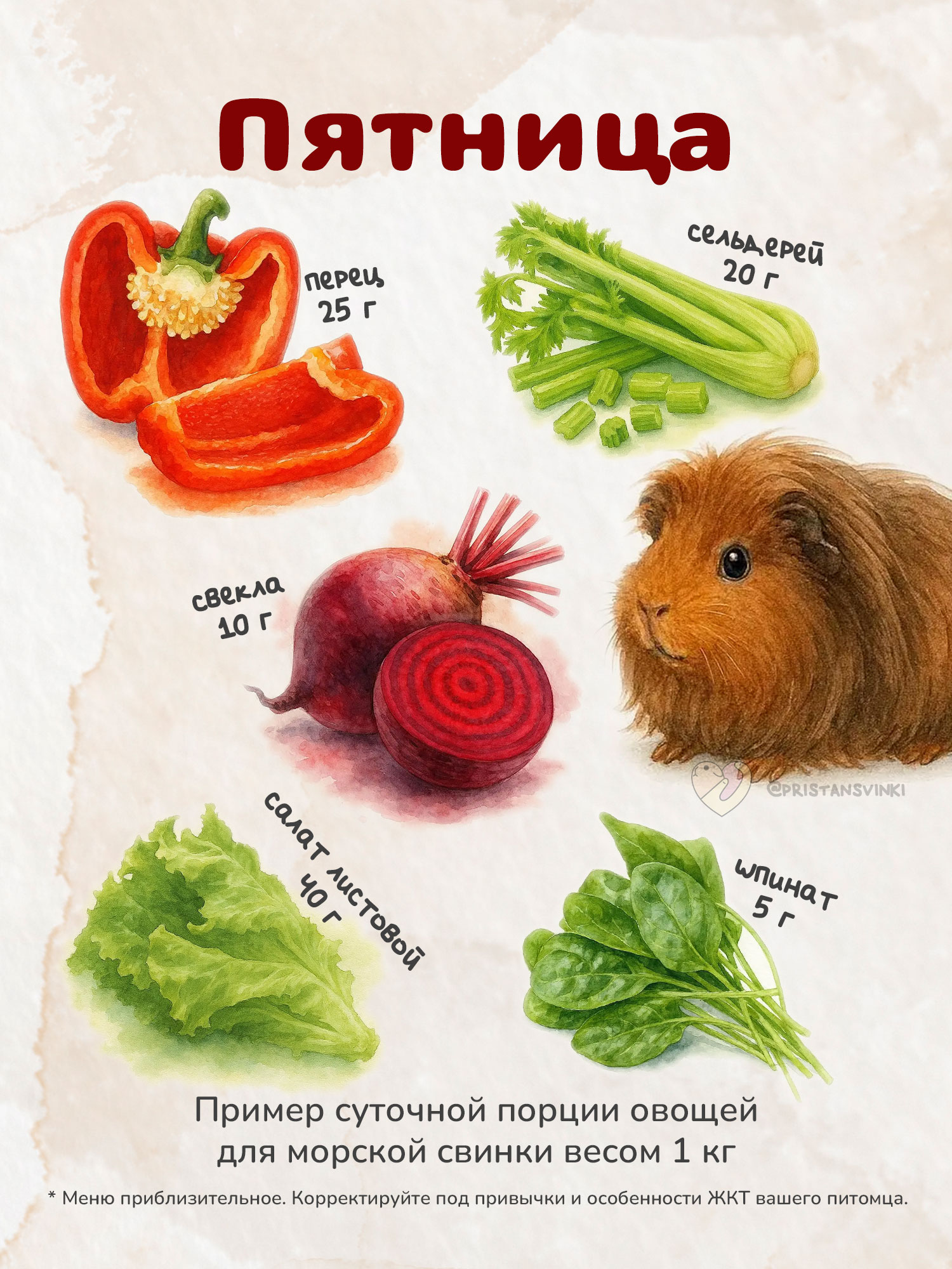 Примерный план питания сочными продуктами для морской свинки на пятницу: перец, сельдерей, свекла, шпинат, салат листовой