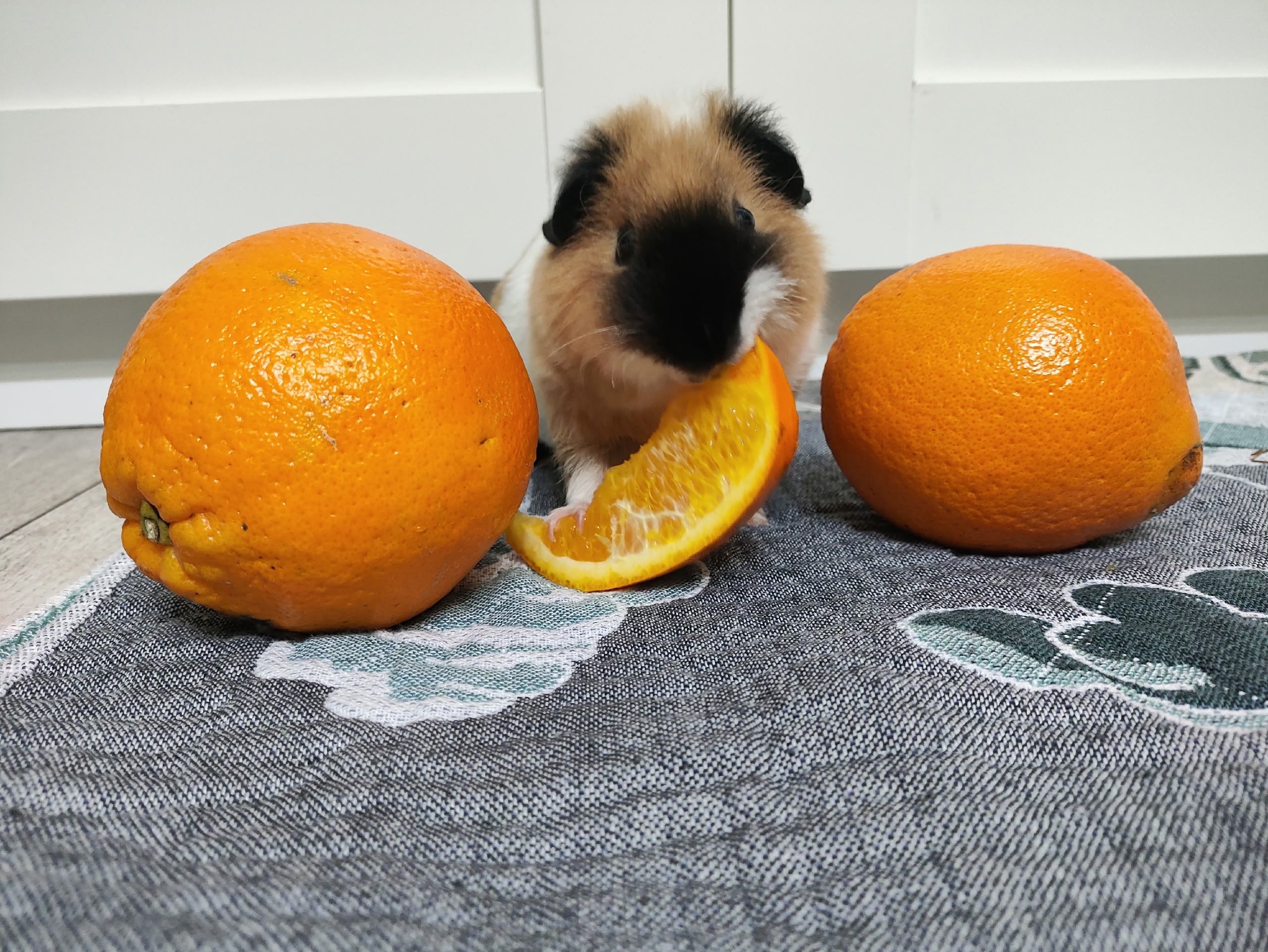Морская свинка Тедди ест апельсин