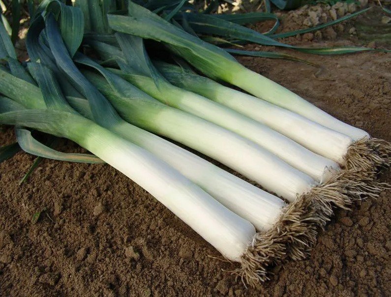 Обложка продукта Лук-порей